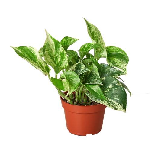 Pothos 'Marble Queen' Live Plant
