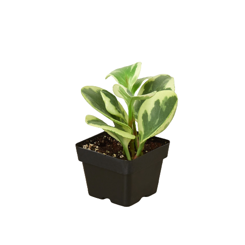 Peperomia 'Marble' Live Plant β Pet-Safe