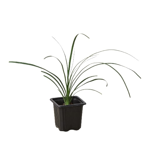 Ponytail Palm (Beaucarnea) Live Plant