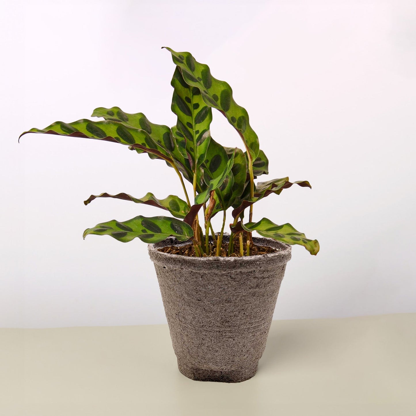 Calathea Lancifolia 'Rattlesnake' Plant