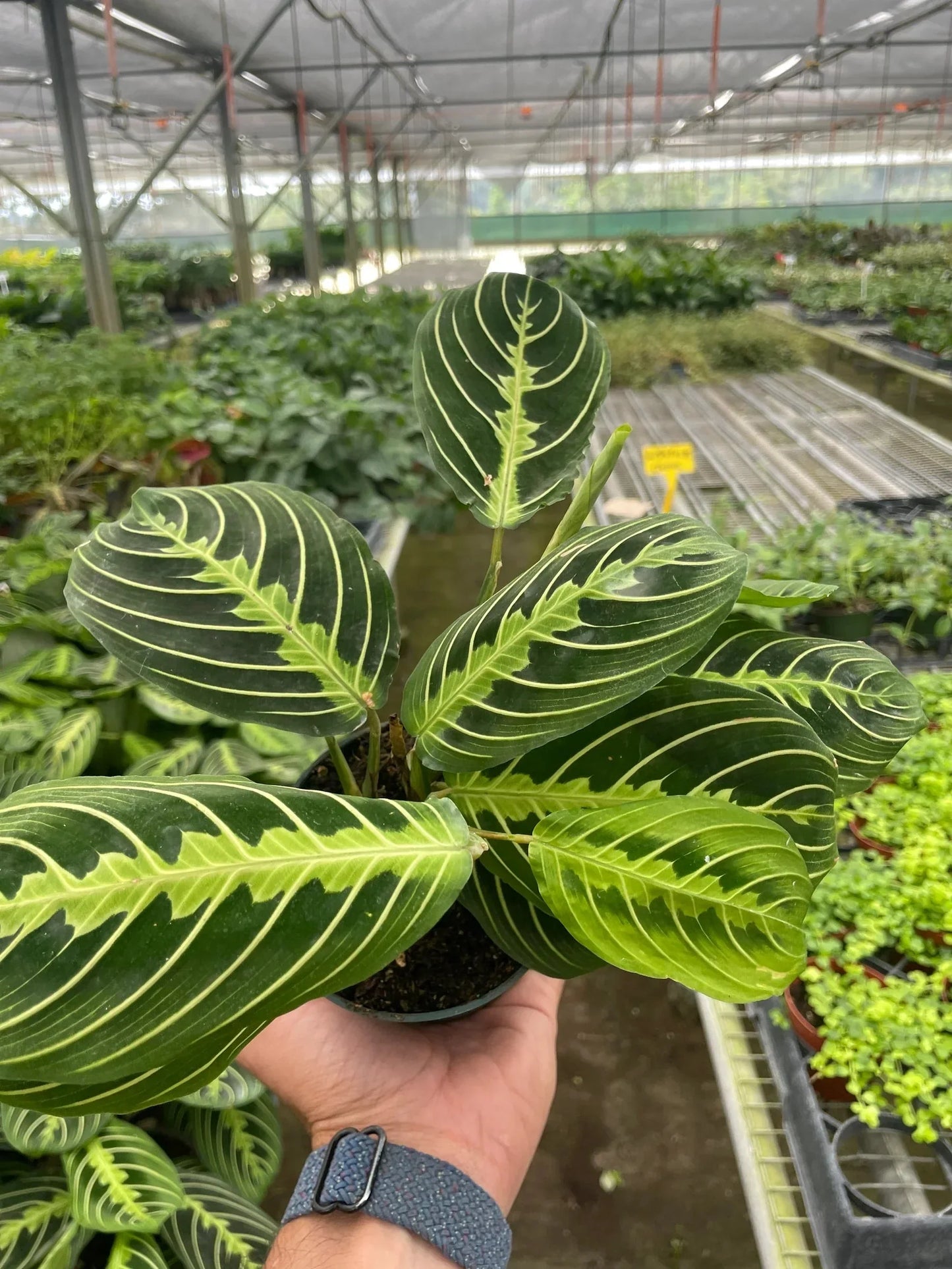 Maranta 'Lemon Lime' Live Plant – Prayer Plant