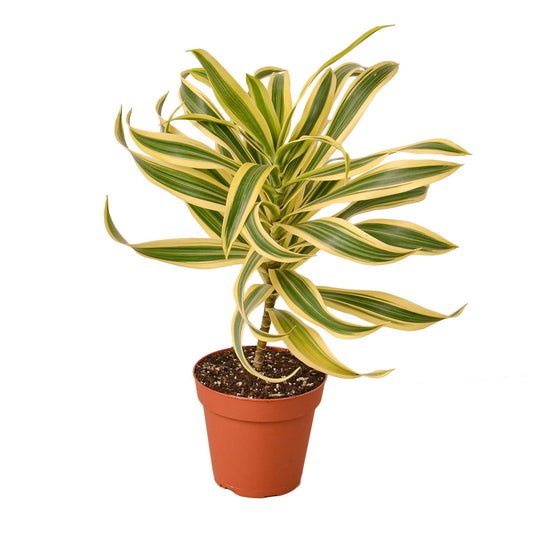 Dracaena 'Song of India' Live Plant