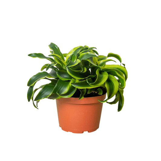 Dracaena 'Tornado' Live Plant – Spiral Twist Houseplant