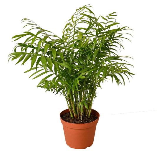Parlor Palm Live Plant – Pet-Safe