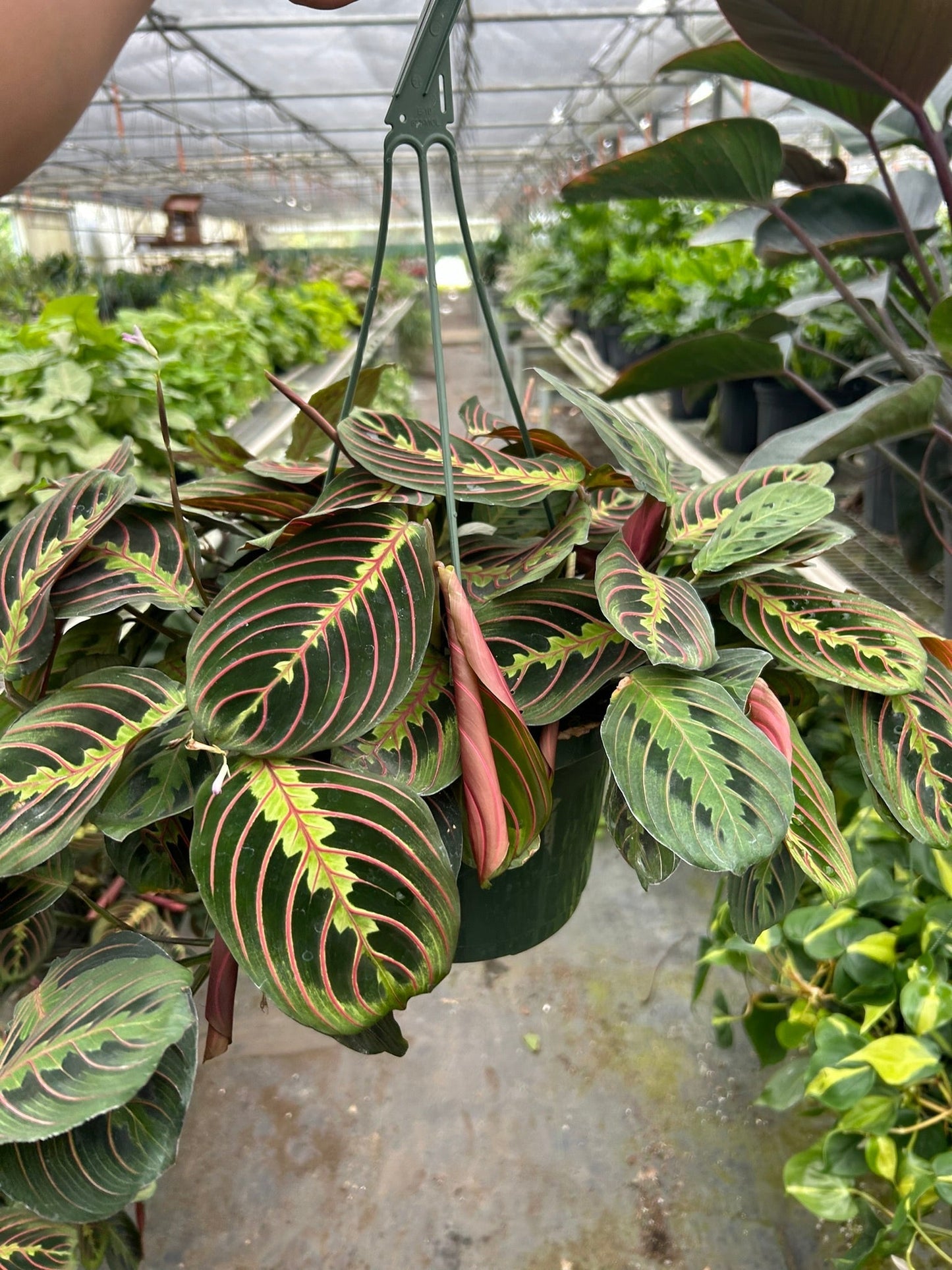Maranta 'Red Prayer' Live Plant – Prayer Plant