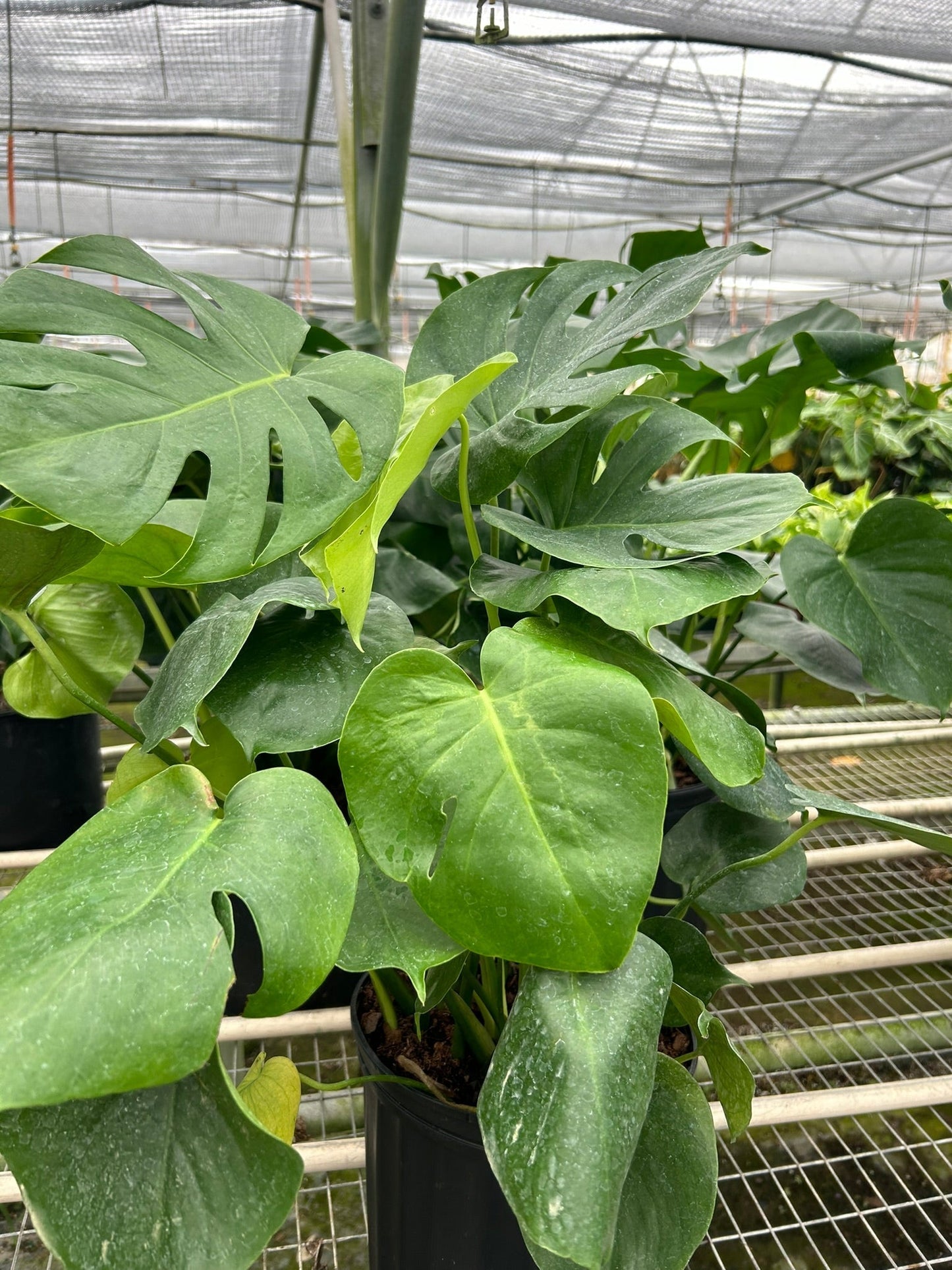 Monstera Deliciosa Split-Leaf Live Plant