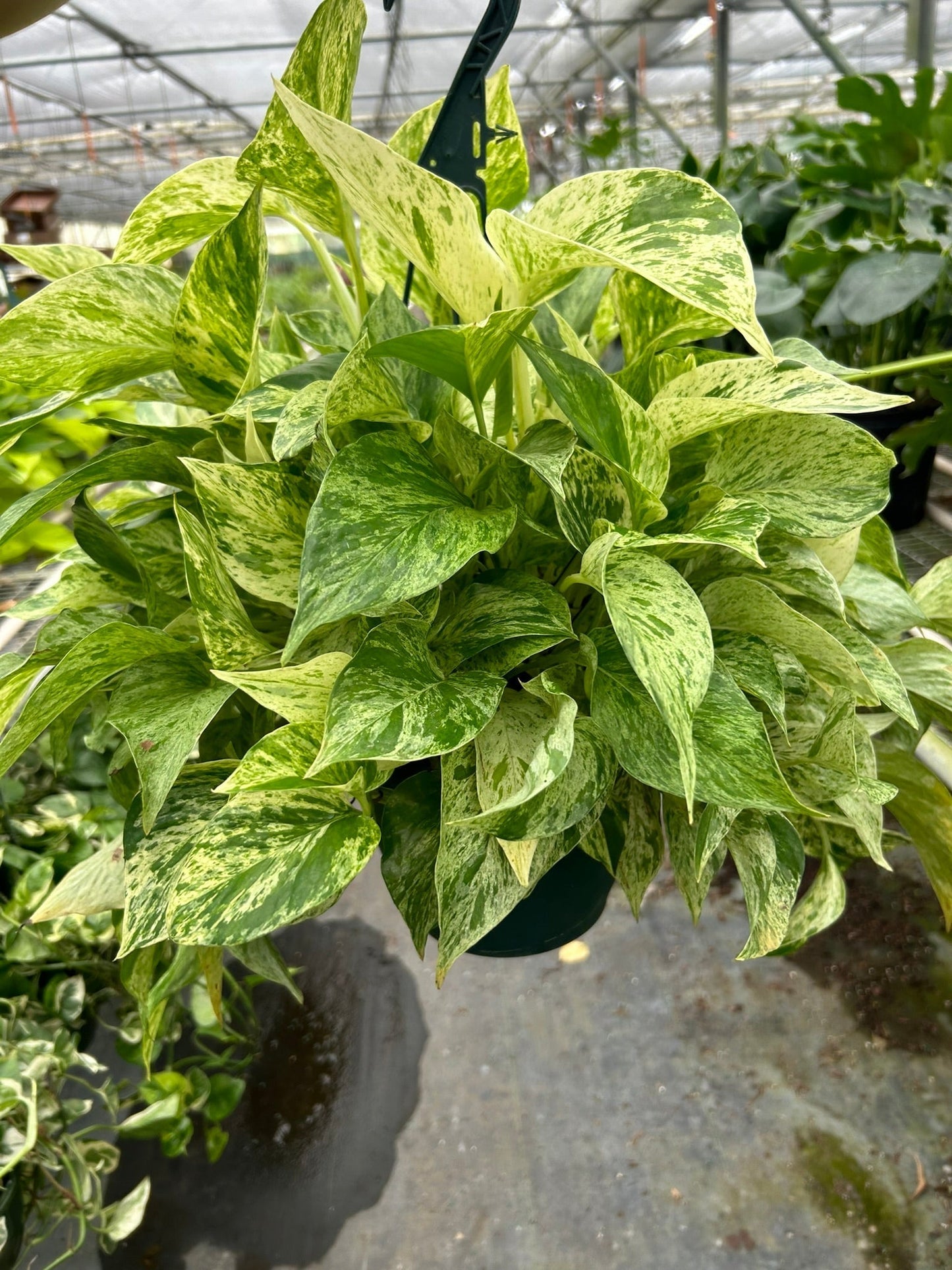 Pothos 'Marble Queen' Live Plant