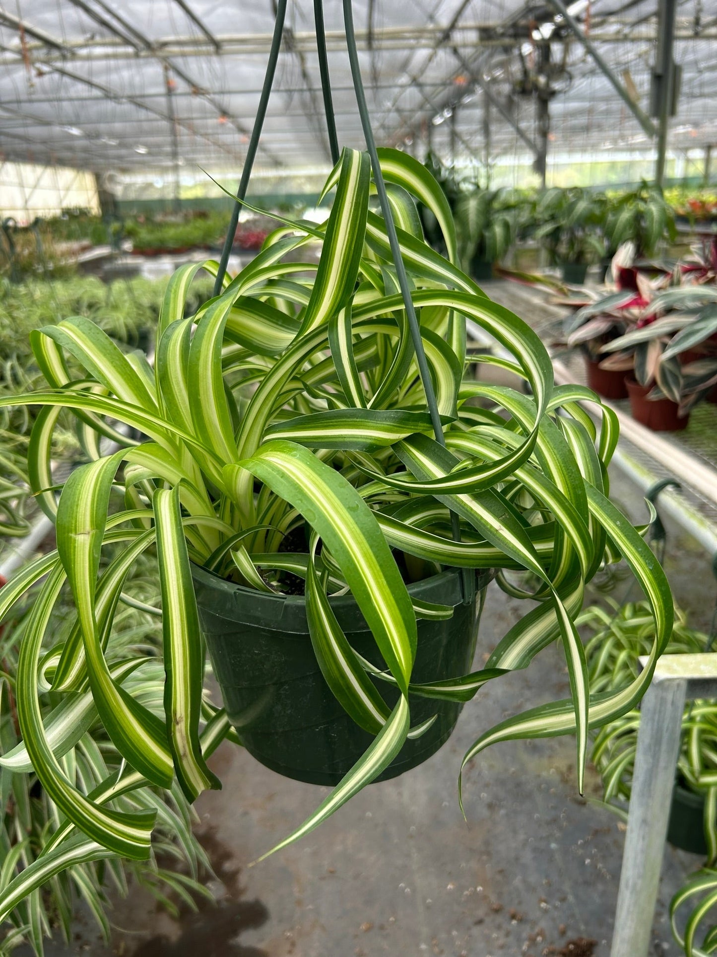 Spider Plant 'Bonnie' – Curly Leaf Houseplant