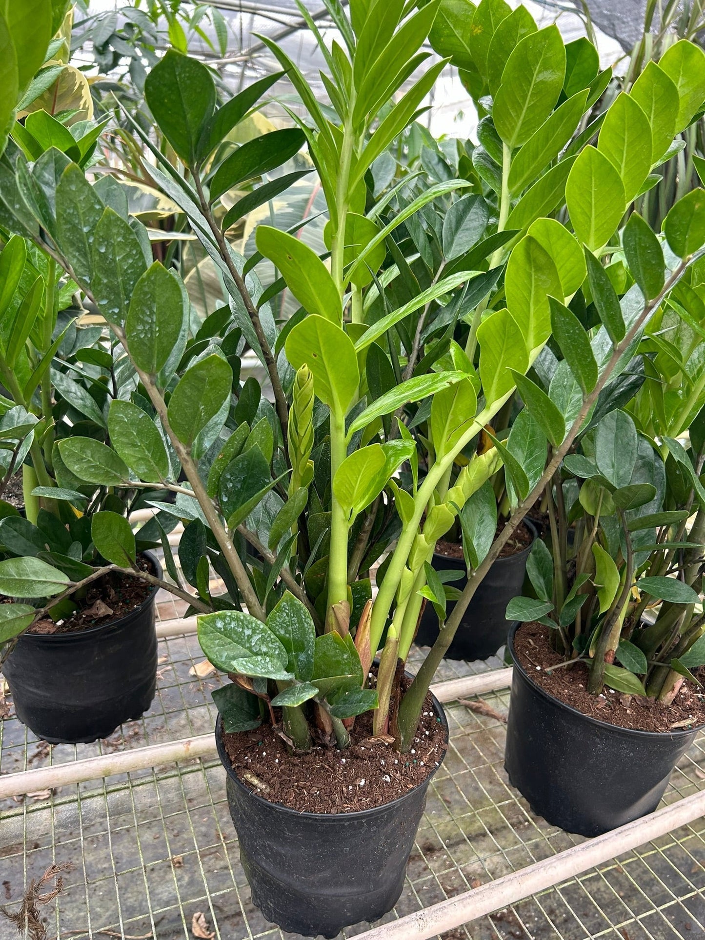 ZZ Plant (Zamioculcas Zamiifolia) Live Plant