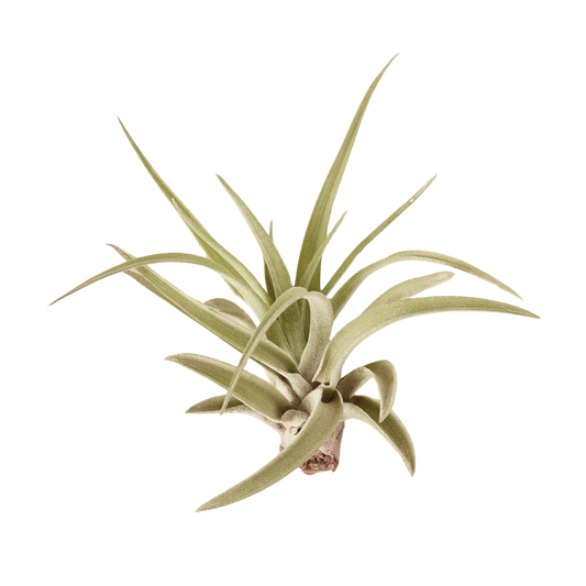 Tillandsia Air Plant 'Velutina'