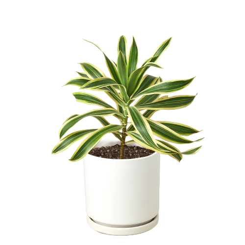 Dracaena 'Song of India' Live Plant
