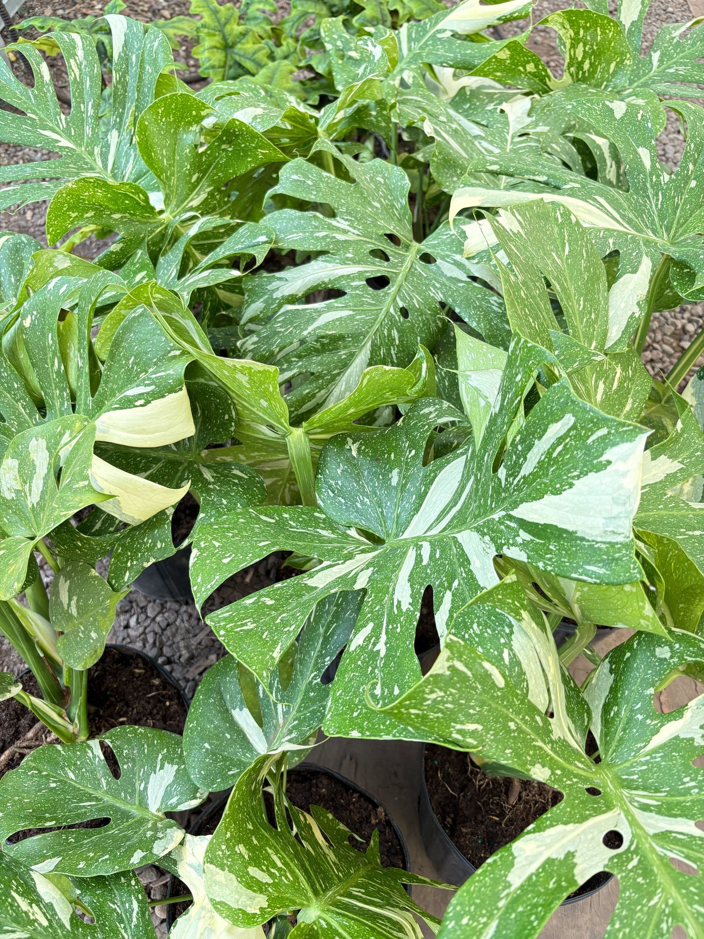 Monstera 'Thai Constellation' – Rare Variegated