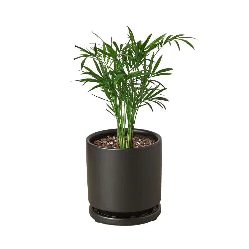 Parlor Palm Live Plant – Pet-Safe