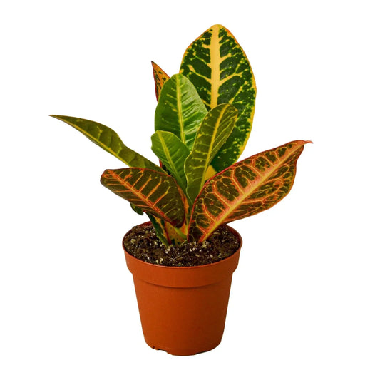 Croton Petra 'Joseph's Coat' Live Plant