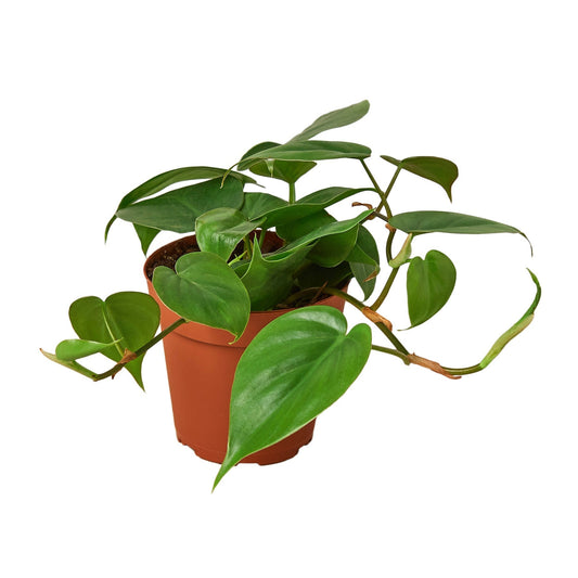 Philodendron Cordatum 'Heartleaf' Live Plant