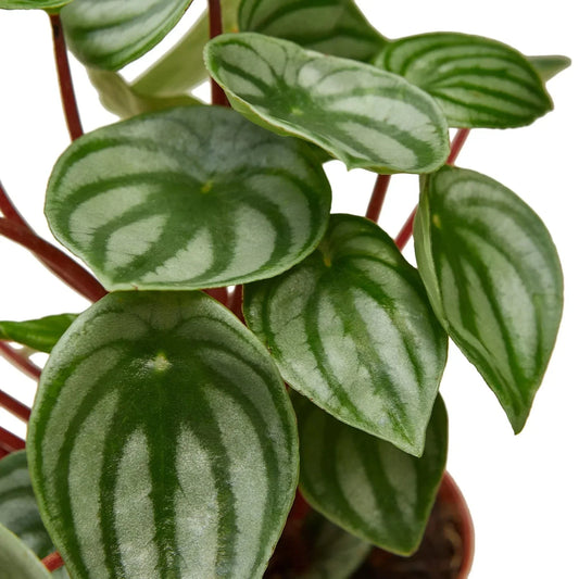 Peperomia 'Watermelon' Live Plant – Pet-Safe