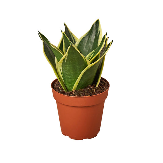 Snake Plant 'Black Gold' Live Plant
