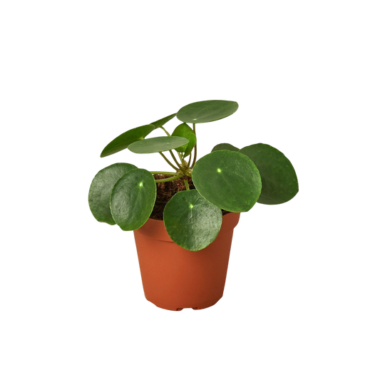 Pilea Peperomioides 'Chinese Money Plant'