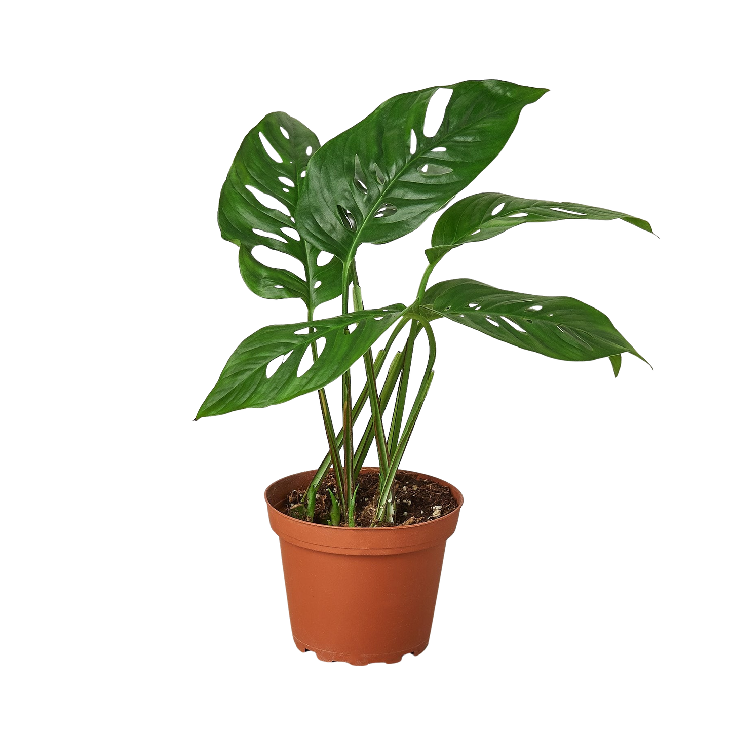 Monstera Adansonii 'Swiss Cheese' Live Plant