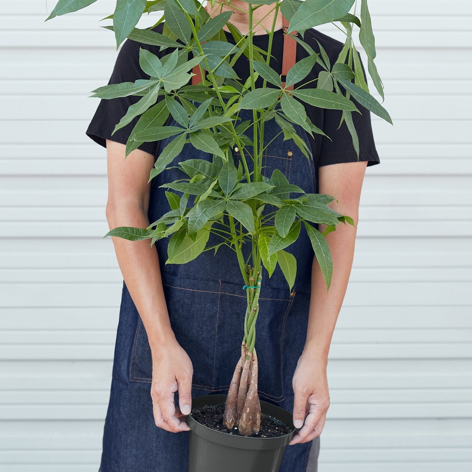 Indoor Plants