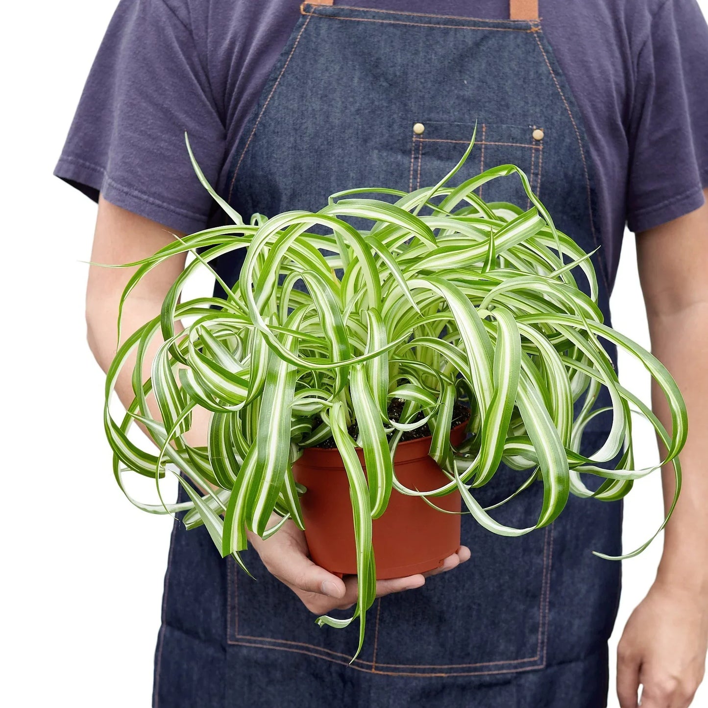 Spider Plant 'Bonnie' – Curly Leaf Houseplant