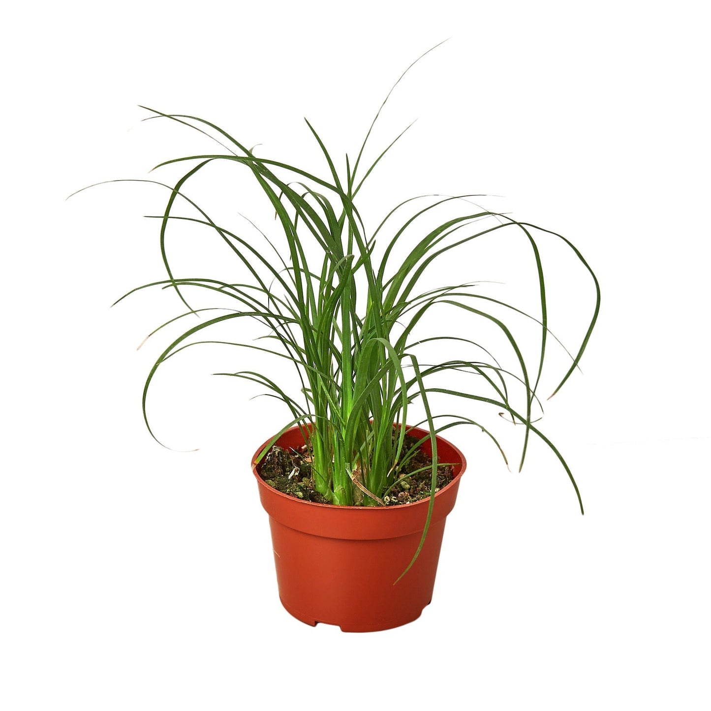 Ponytail Palm (Beaucarnea) Live Plant