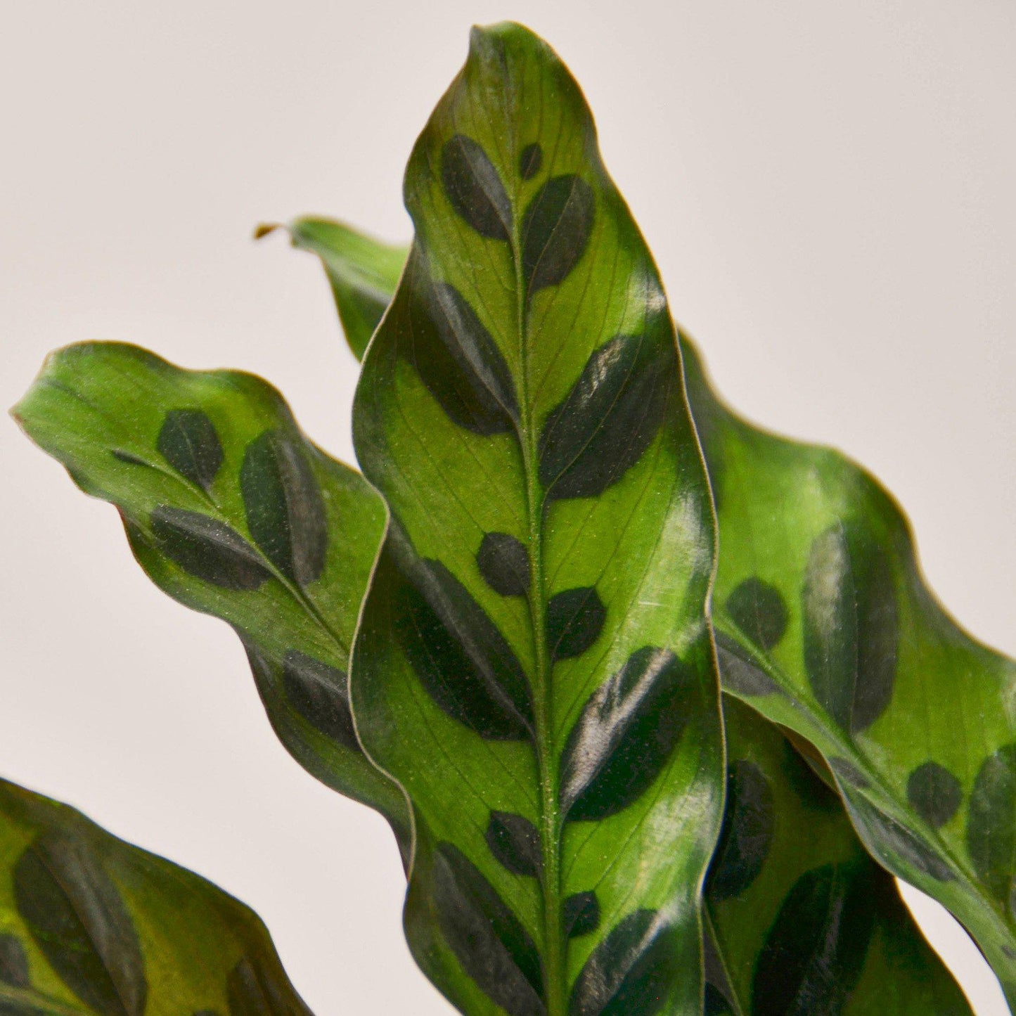 Calathea Lancifolia 'Rattlesnake' Plant