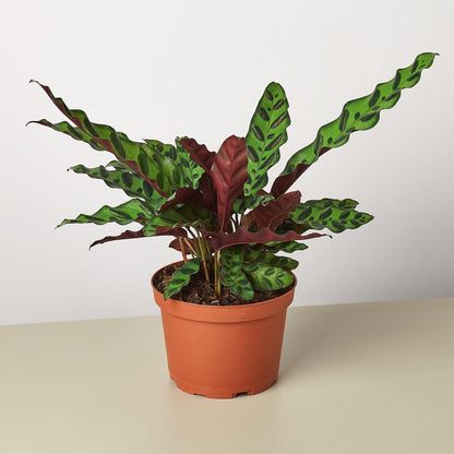 Calathea Lancifolia 'Rattlesnake' Plant