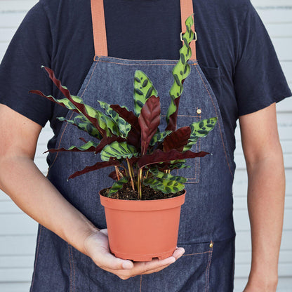 Calathea Lancifolia 'Rattlesnake' Plant