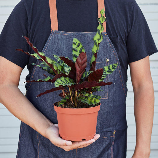 Calathea Lancifolia 'Rattlesnake' Plant