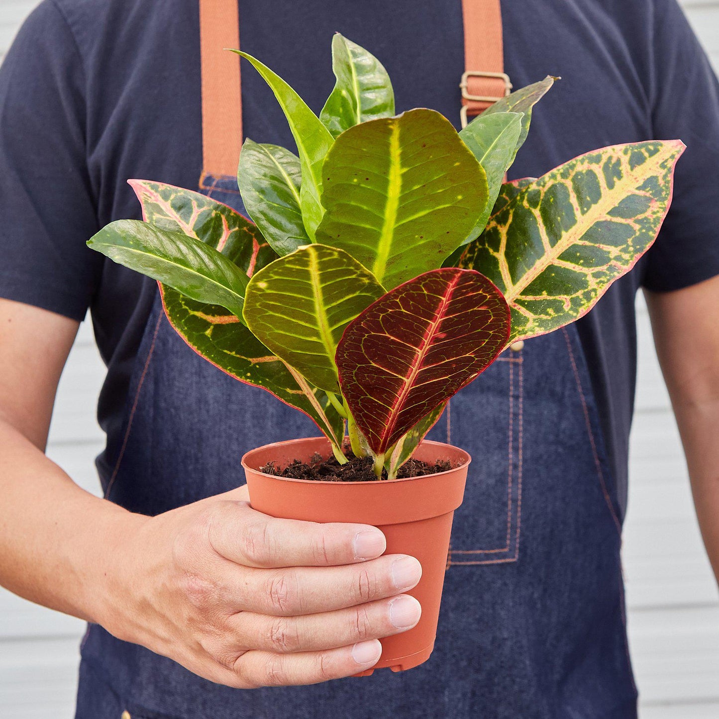 Croton Petra 'Joseph's Coat' Live Plant