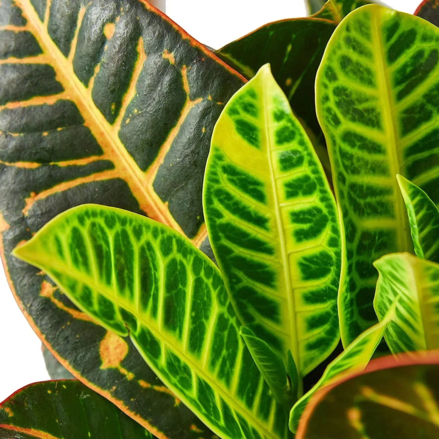 Croton Petra 'Joseph's Coat' Live Plant