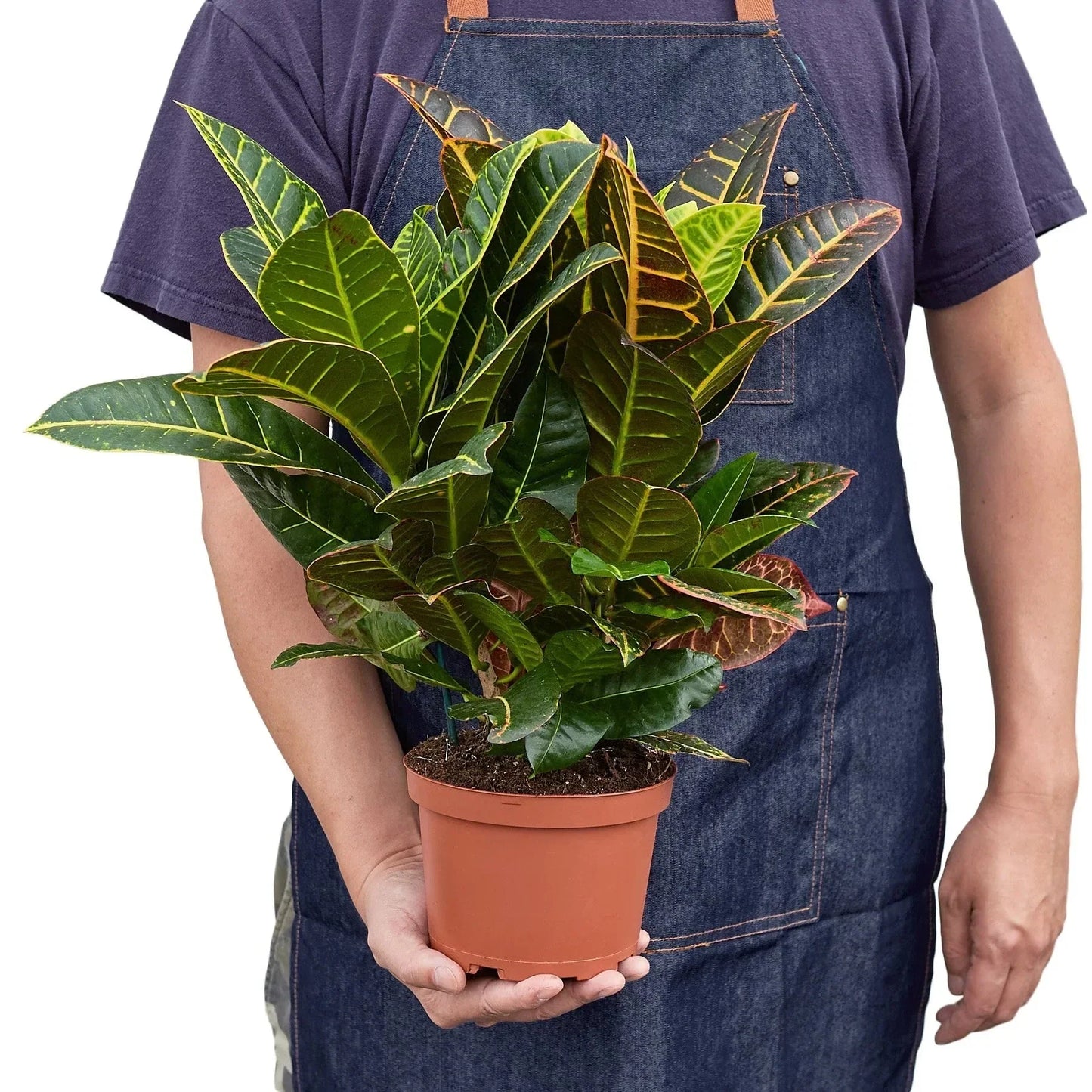 Croton Petra 'Joseph's Coat' Live Plant