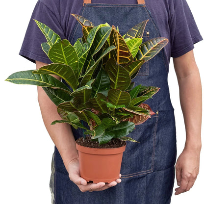 Croton Petra 'Joseph's Coat' Live Plant