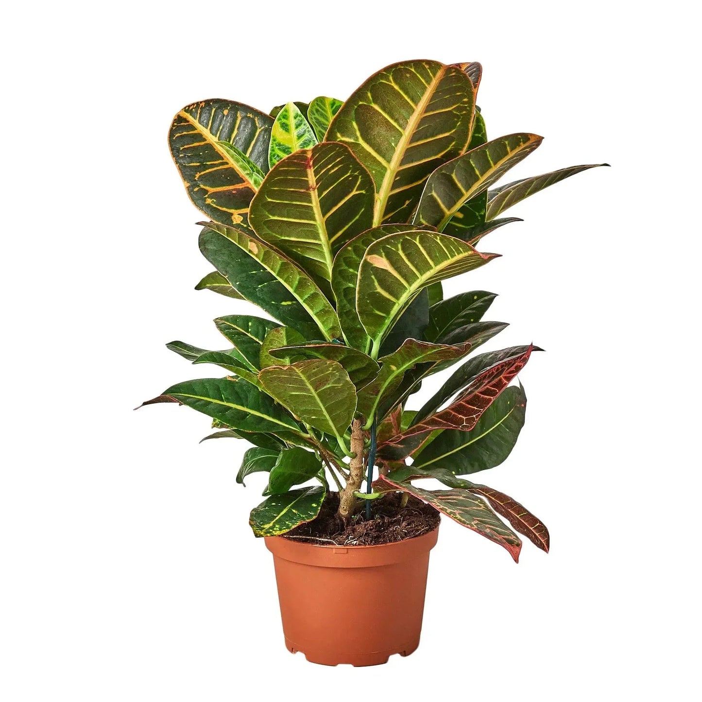 Croton Petra 'Joseph's Coat' Live Plant