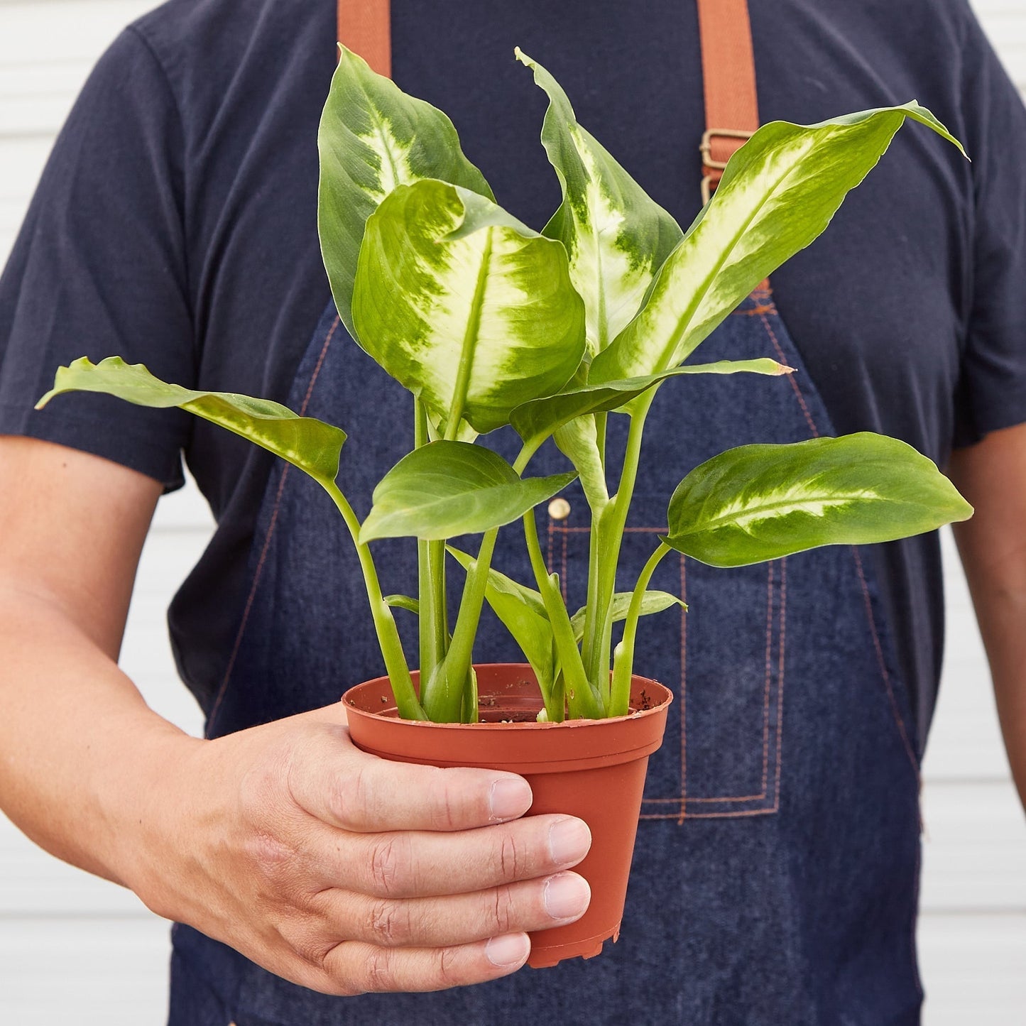 Dieffenbachia 'Camille' Live Plant