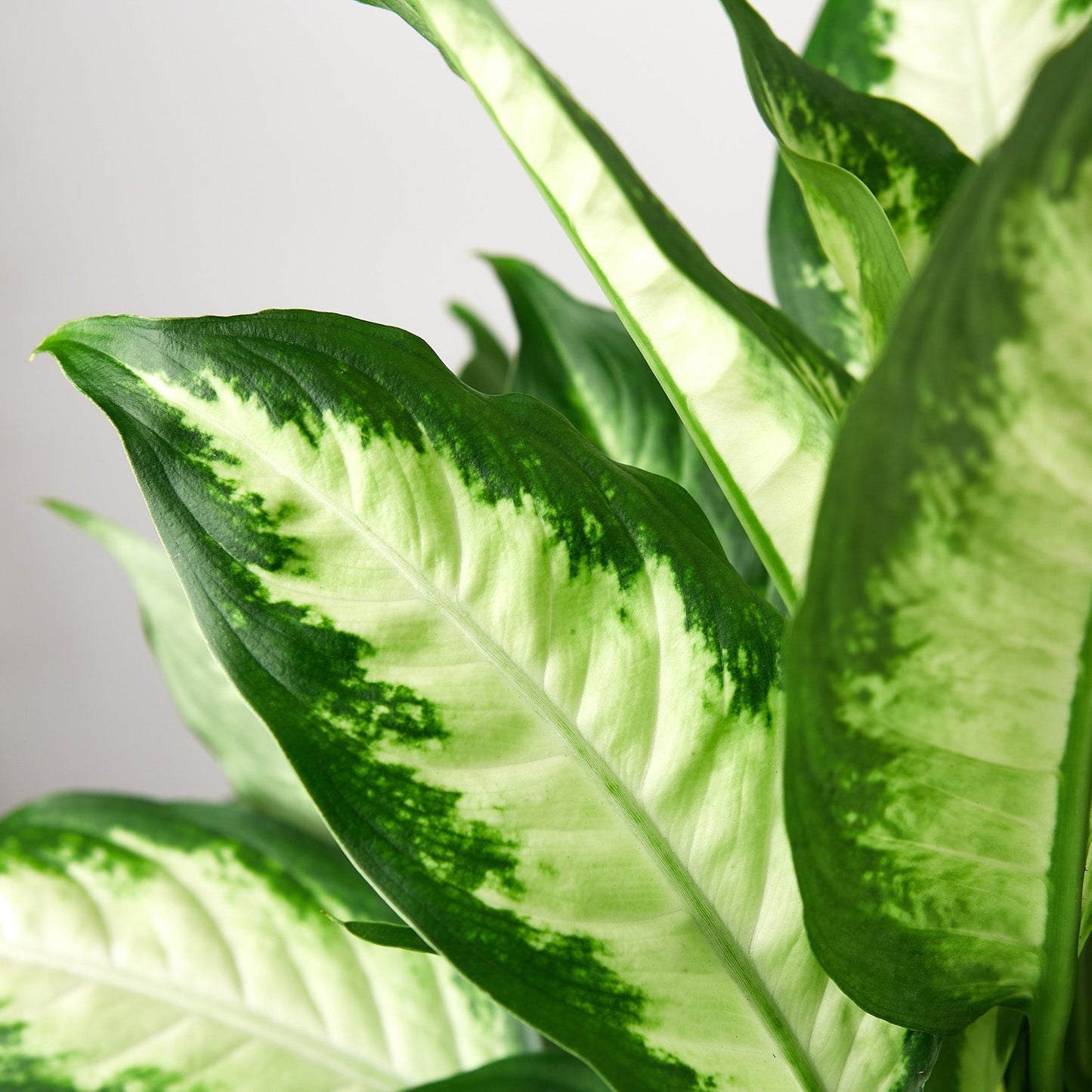 Dieffenbachia 'Camille' Live Plant