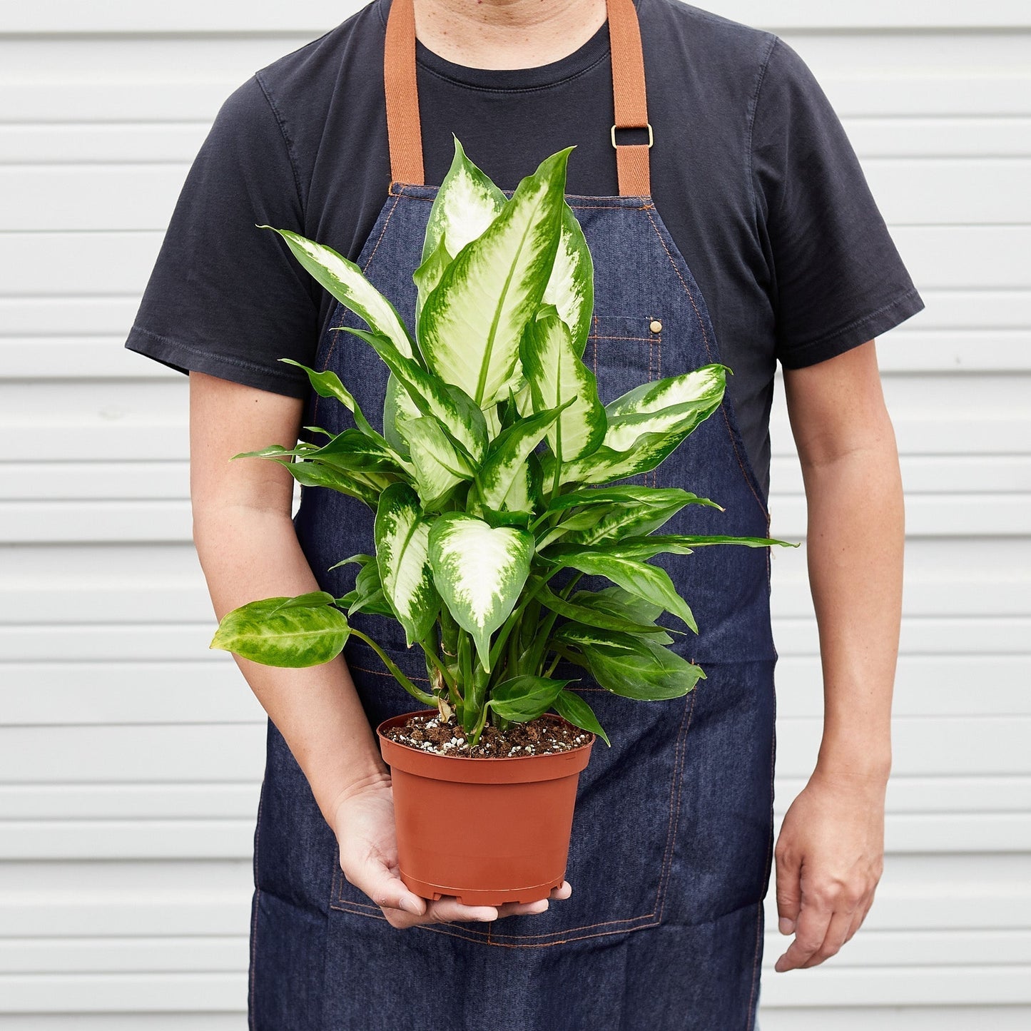 Dieffenbachia 'Camille' Live Plant