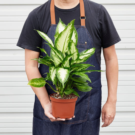 Dieffenbachia 'Camille' Live Plant
