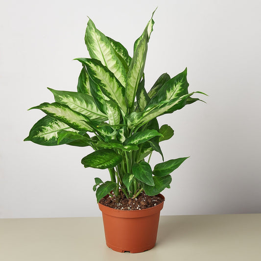 Dieffenbachia 'Camille' Live Plant