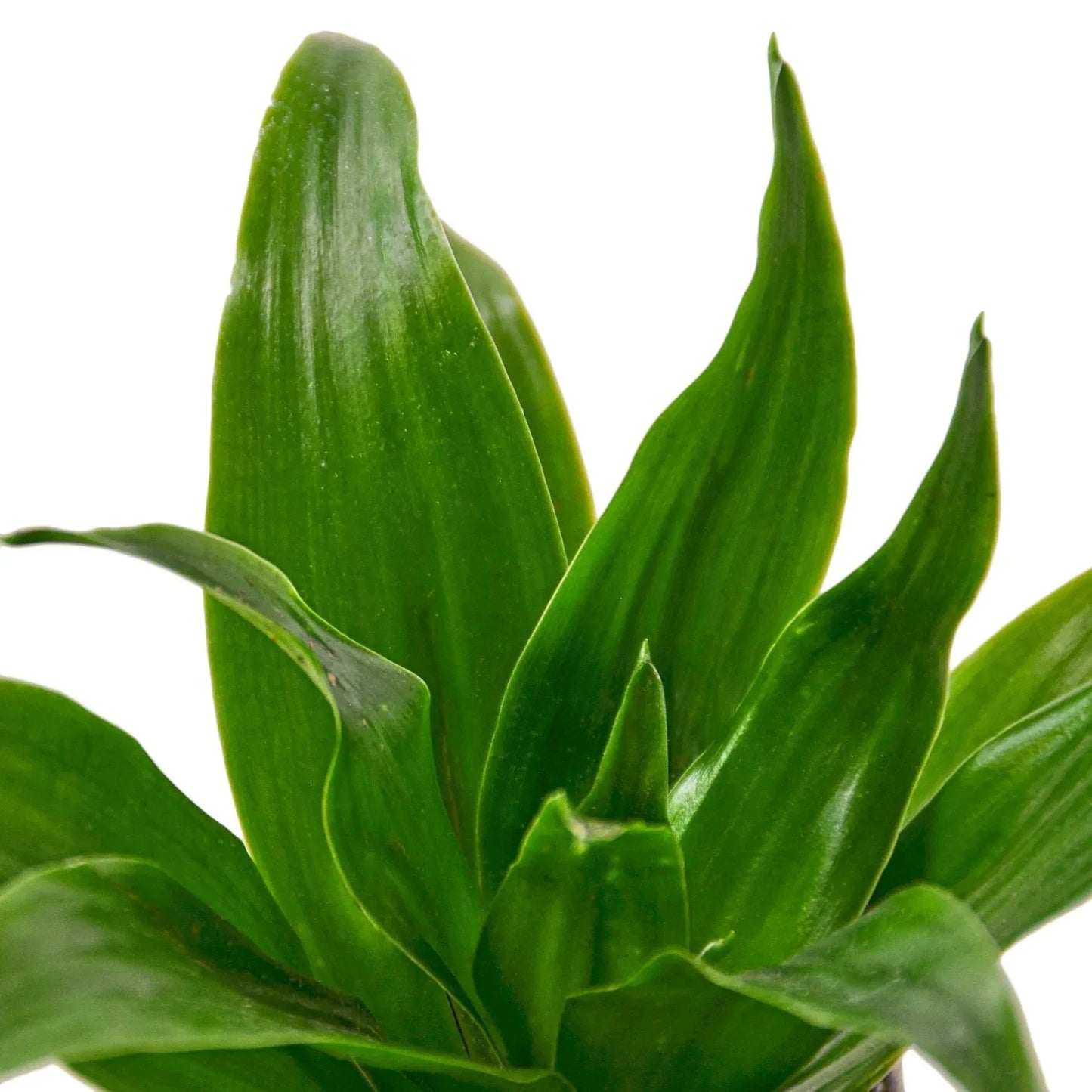Dracaena 'Janet Craig' Live Plant