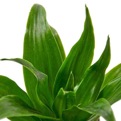 Dracaena 'Janet Craig' Live Plant