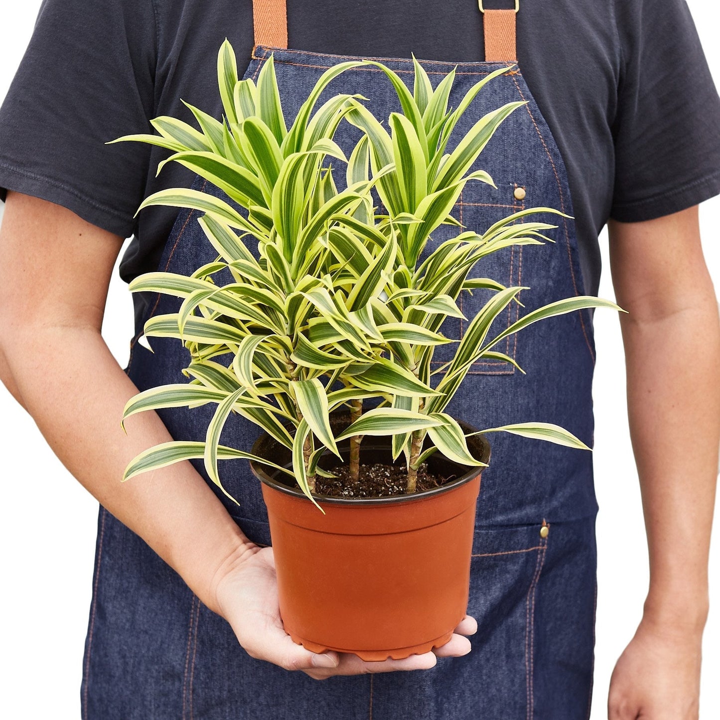 Dracaena 'Song of India' Live Plant