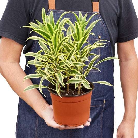 Dracaena 'Song of India' Live Plant