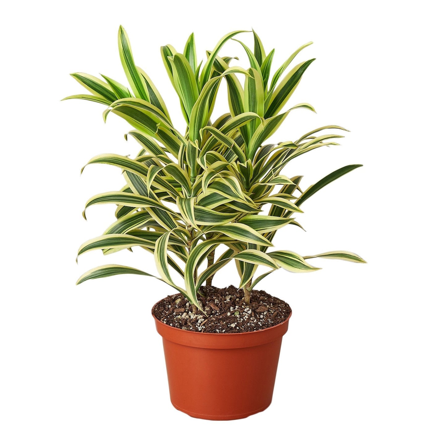 Dracaena 'Song of India' Live Plant