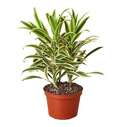 Dracaena 'Song of India' Live Plant