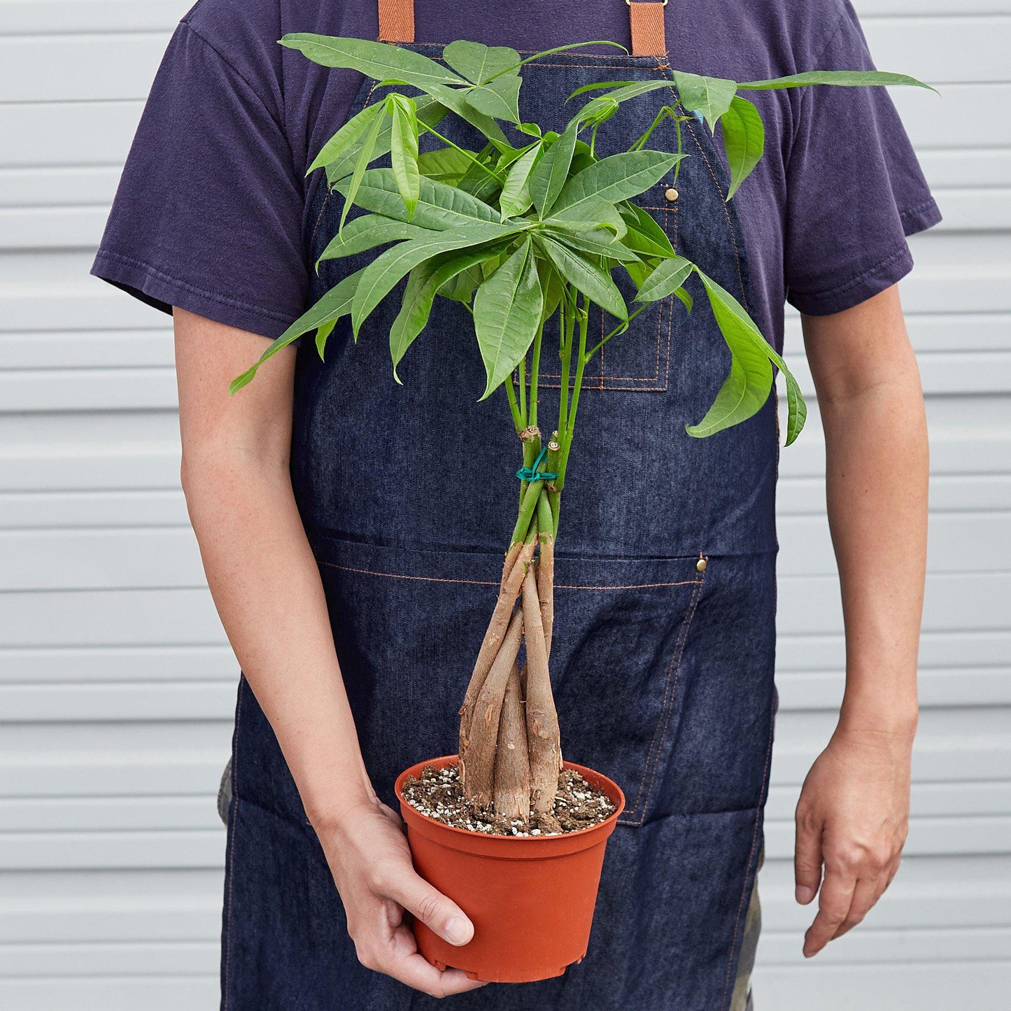Money Tree 'Braided' Pachira – Live Plant