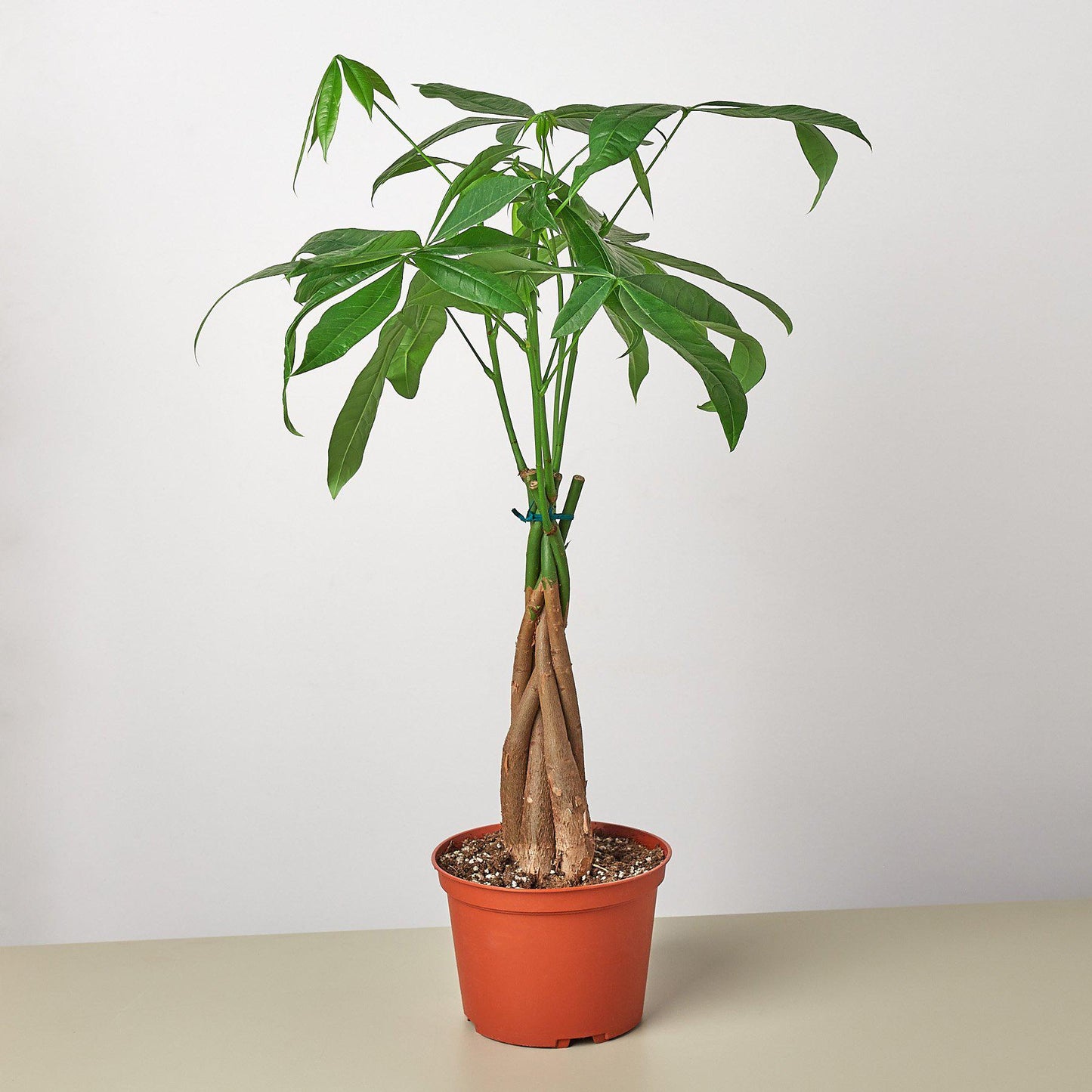 Money Tree 'Braided' Pachira – Live Plant