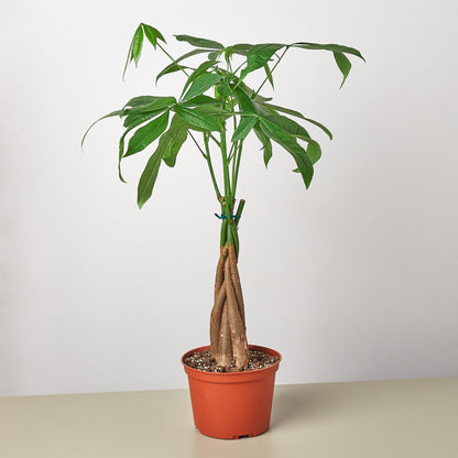 Money Tree 'Braided' Pachira – Live Plant