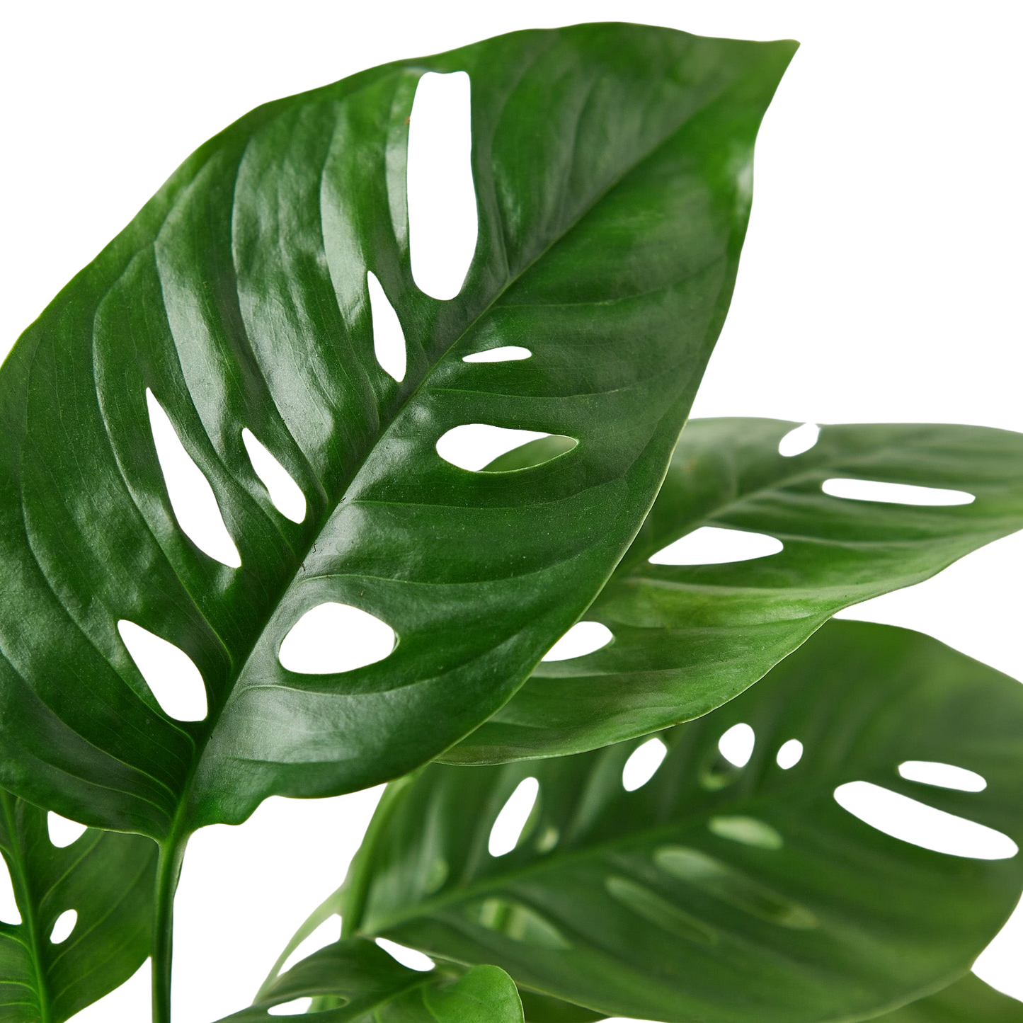 Monstera Adansonii 'Swiss Cheese' Live Plant